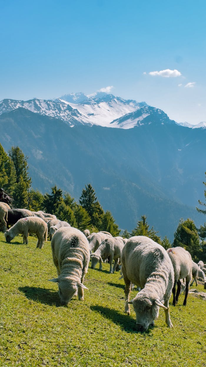 gallery-4 Flock of sheep grazing in a lush green pasture with mountain backdrop under a clear blue sky.